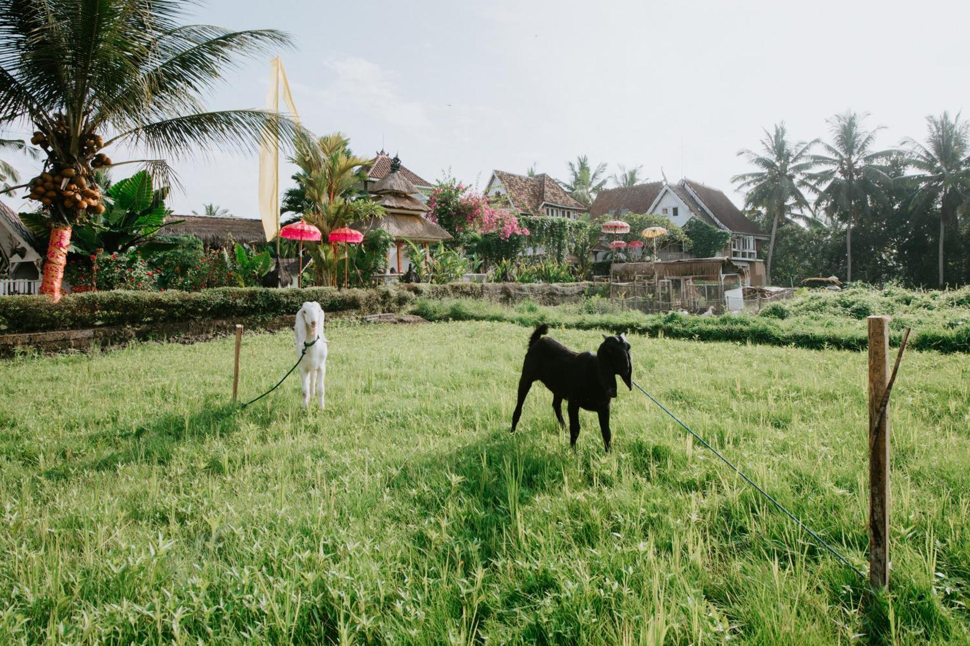 The Rice Joglo Eco-Stay أوبود المظهر الخارجي الصورة